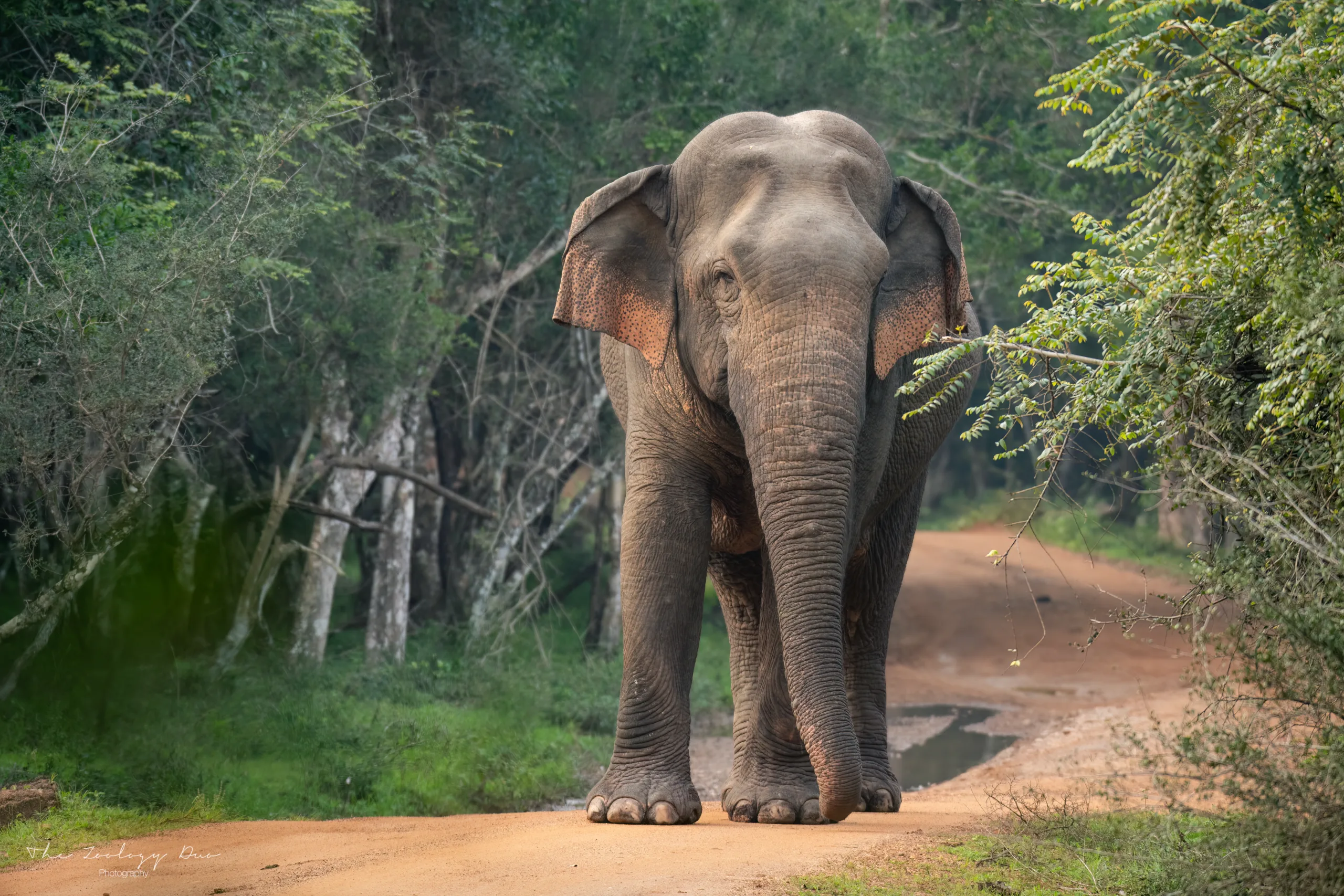 Sri-Lanka-Safari-Bull-Elephant-at-Wilpattu