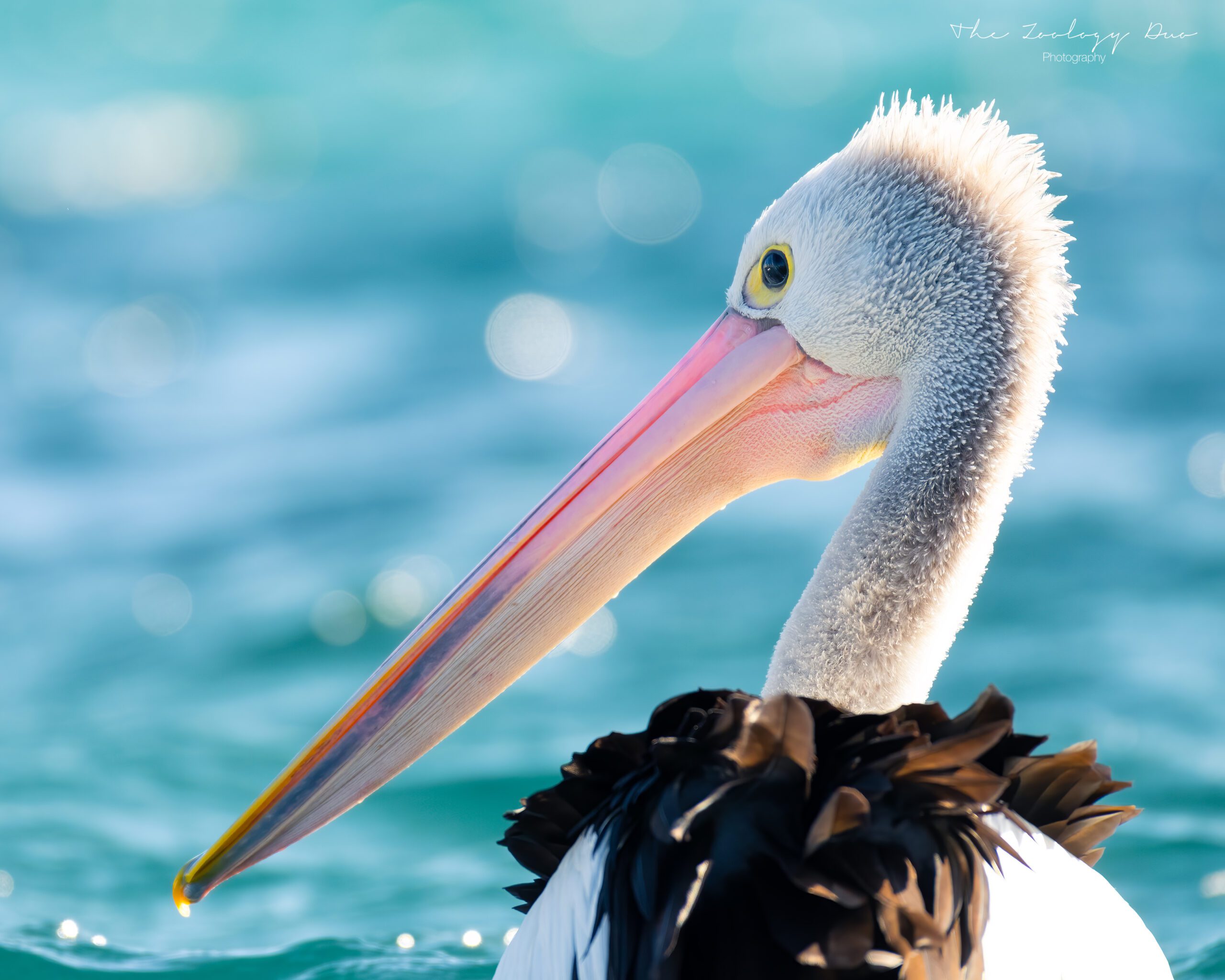 DSC_7862_crop