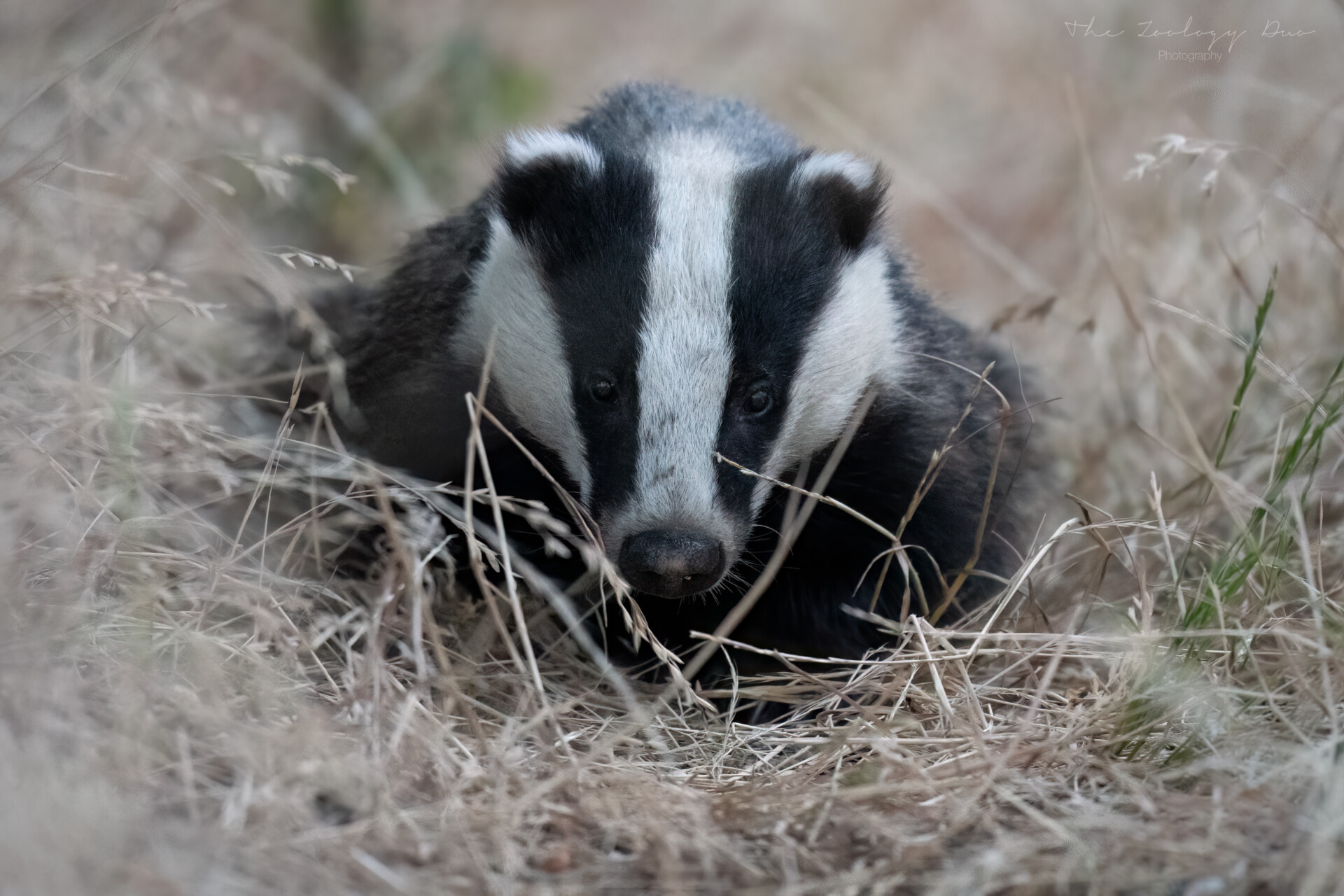 badger_essex