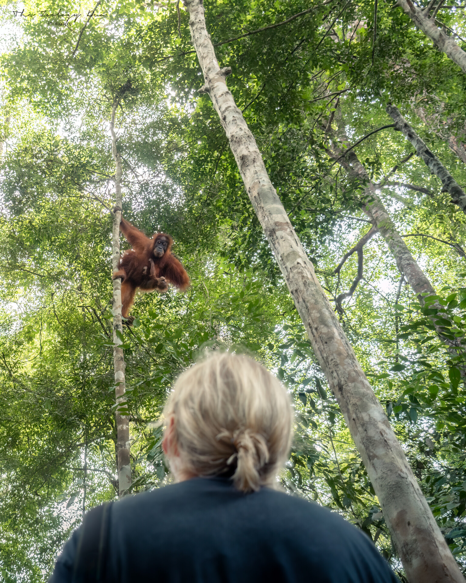 finding orangutans bukit lawang sumatra indonesia