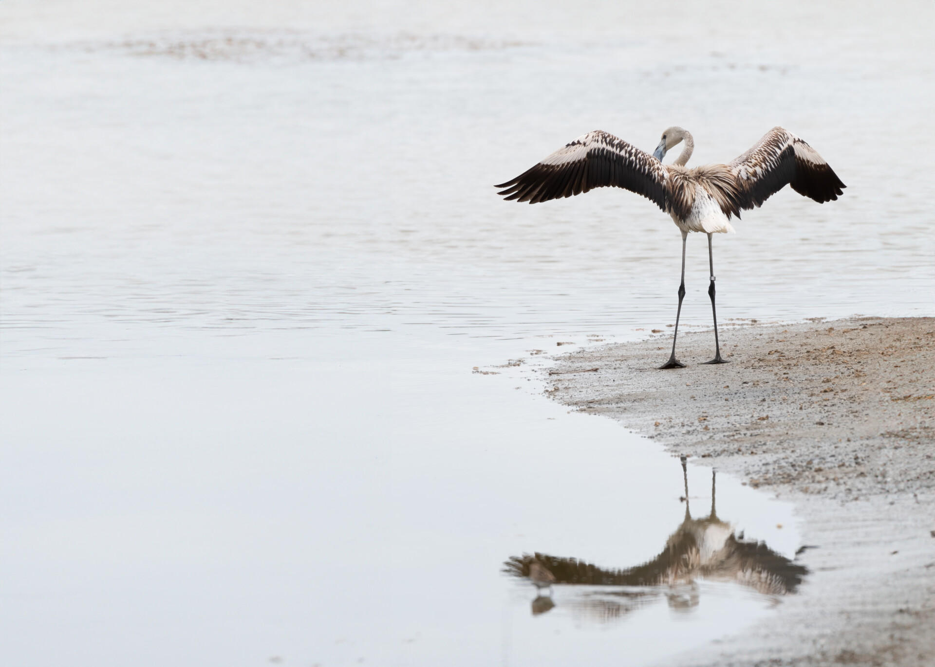 flamingo-juvenile-ghadira-malta