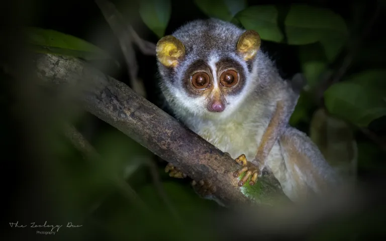 Grey-Slender-Loris-Popham's-Arboretum-Sri-Lanka