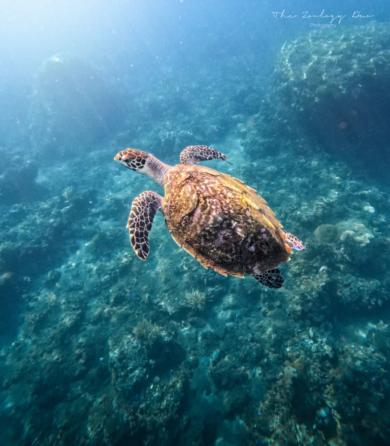 Hawksbill-Sea-Turtle-How-To-Swim-With-Turtles-in-Bali