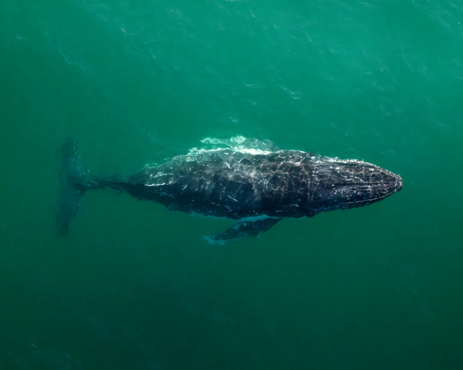 Humpback whale drone shot at Byron Bay, Australia