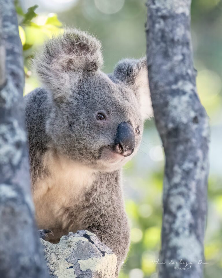 koala-magnetic-island-forts-walk-australia-3