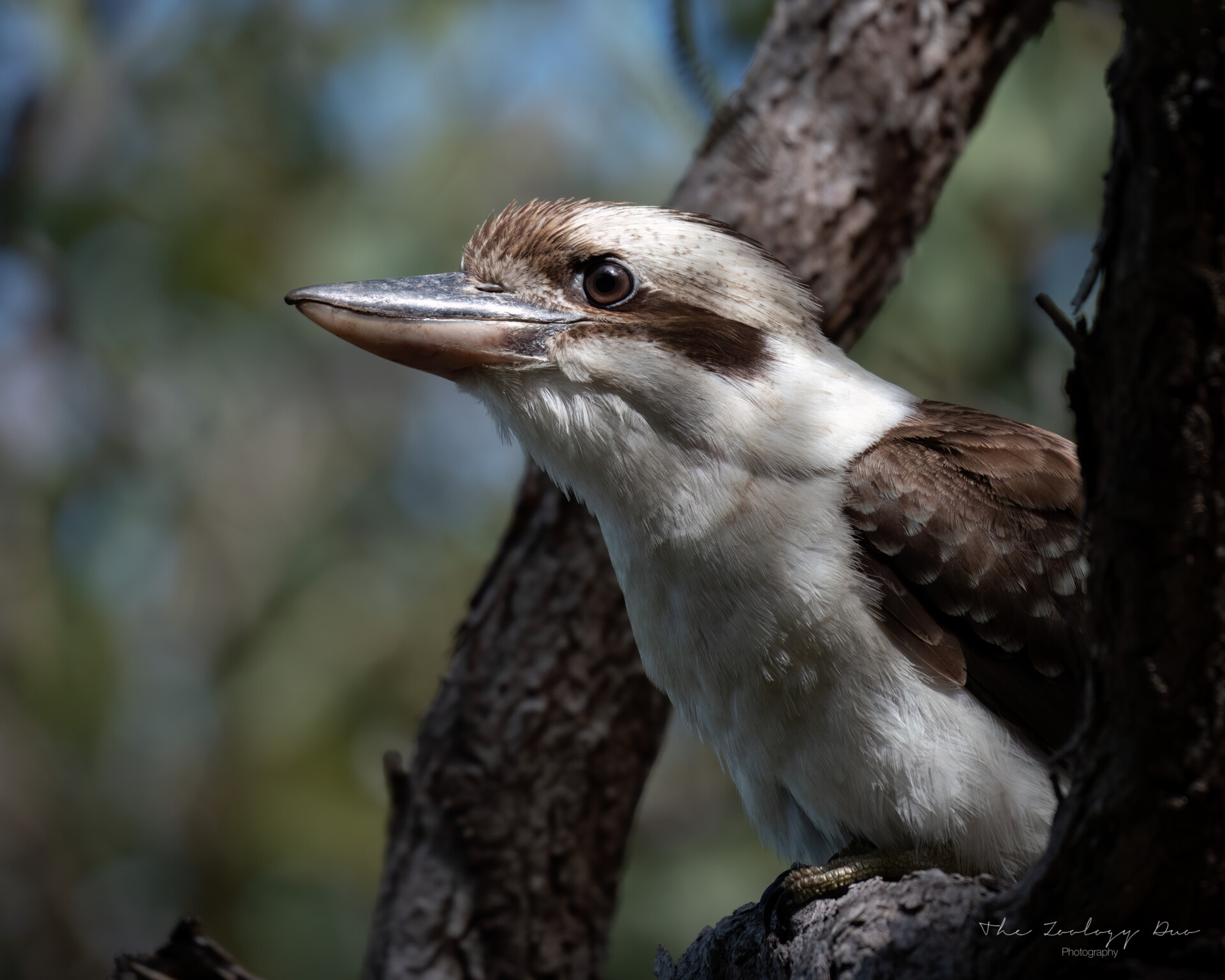 laughing kookaburra forts walk magnetic island