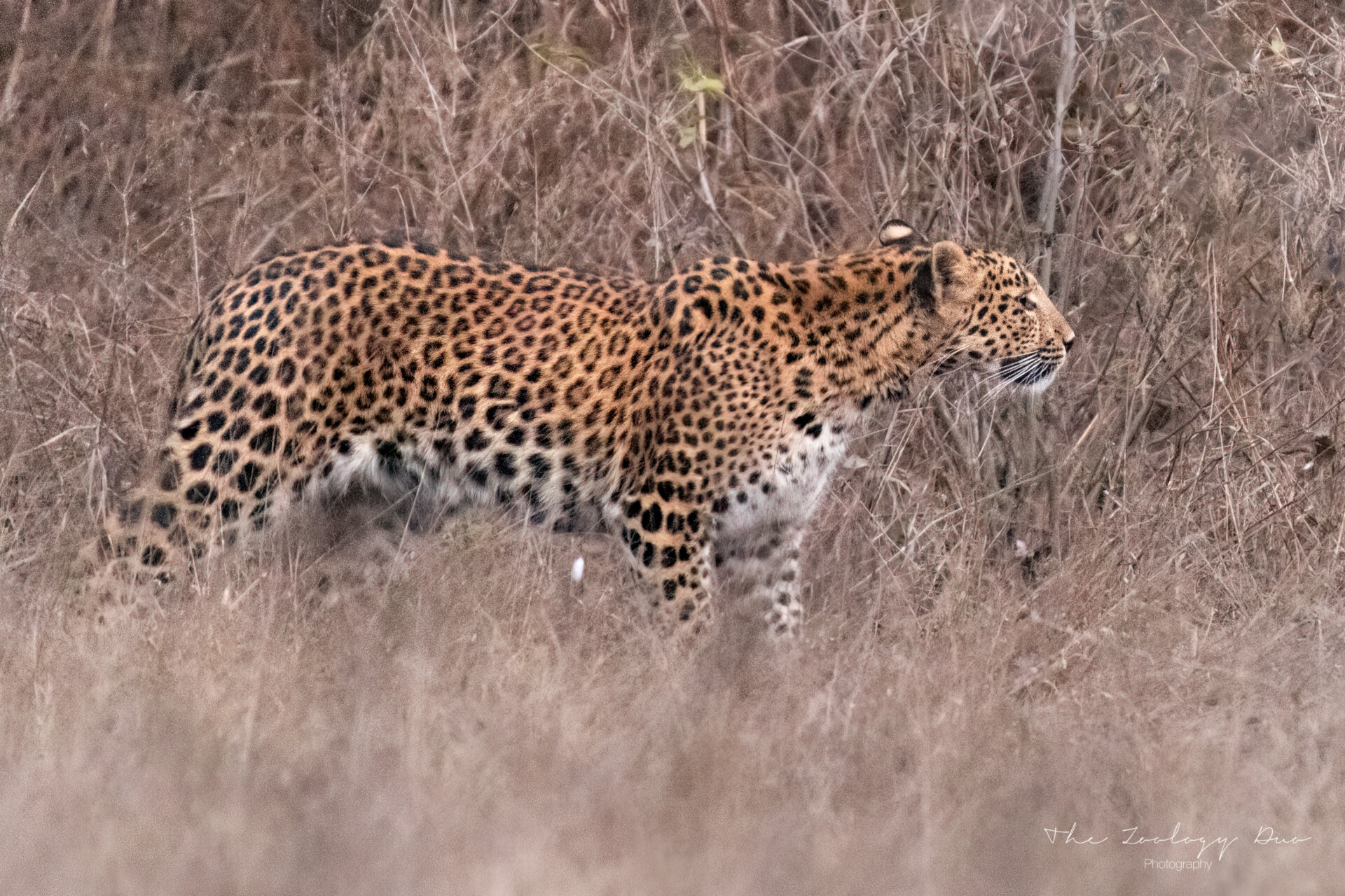 Jhalana Leopard Safari: A Complete Guide | The Wildlife Travel Blog