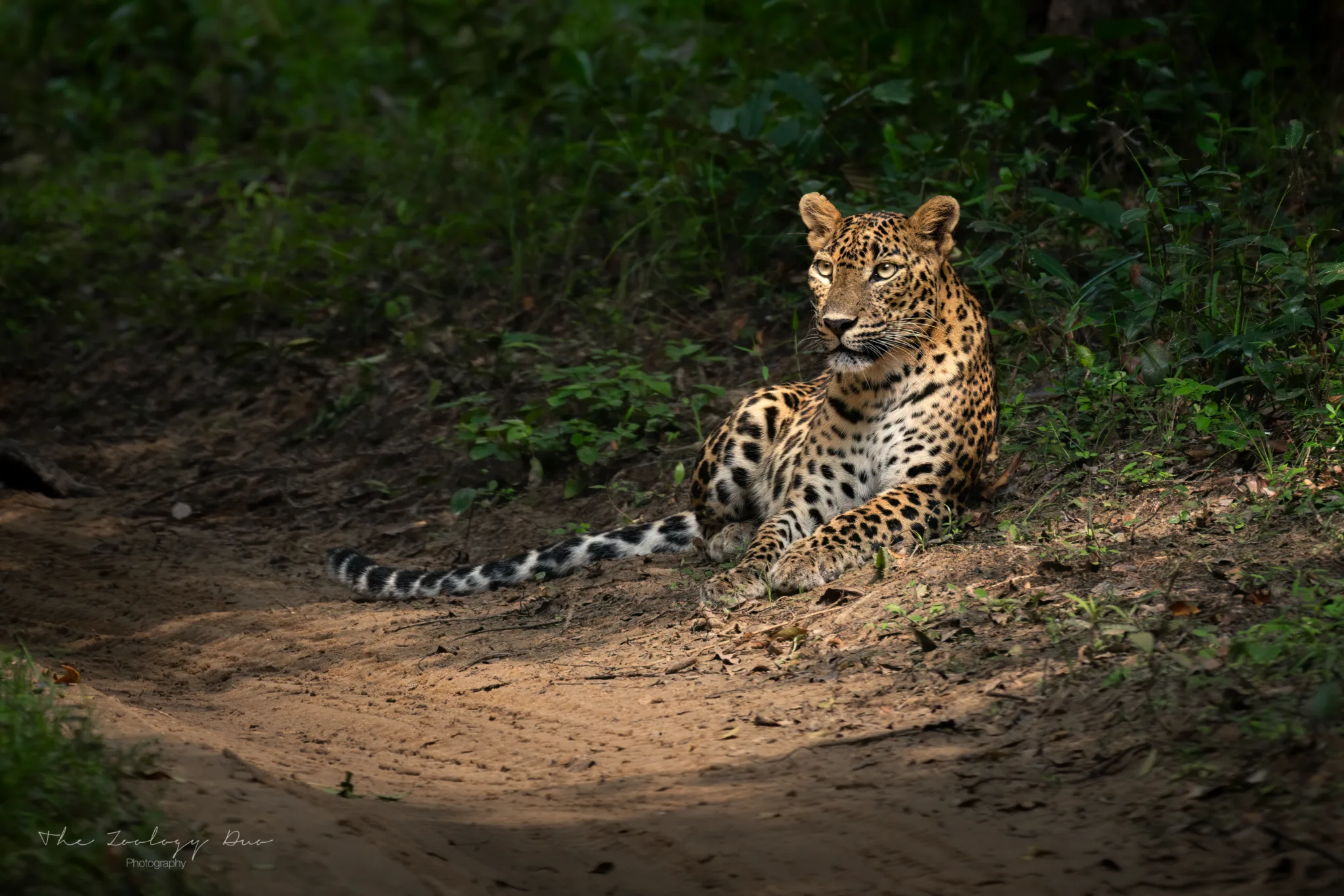 leopard in forest lighting kurutupandi female wilpattu national park sri lanka safari