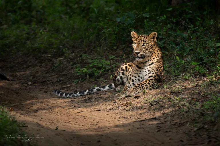 Home | The Wildlife Travel Blog leopard-in-forest-lighting-kurutupandi-female-wilpattu-national-park-sri-lanka-safari