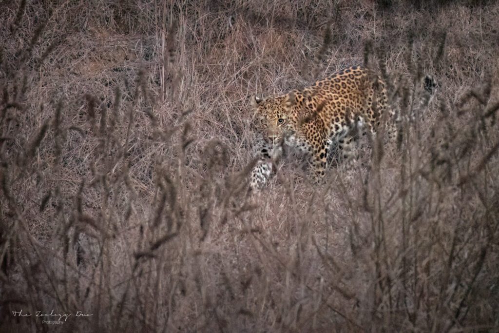 Jhalana Leopard Safari: A Complete Guide | The Wildlife Travel Blog