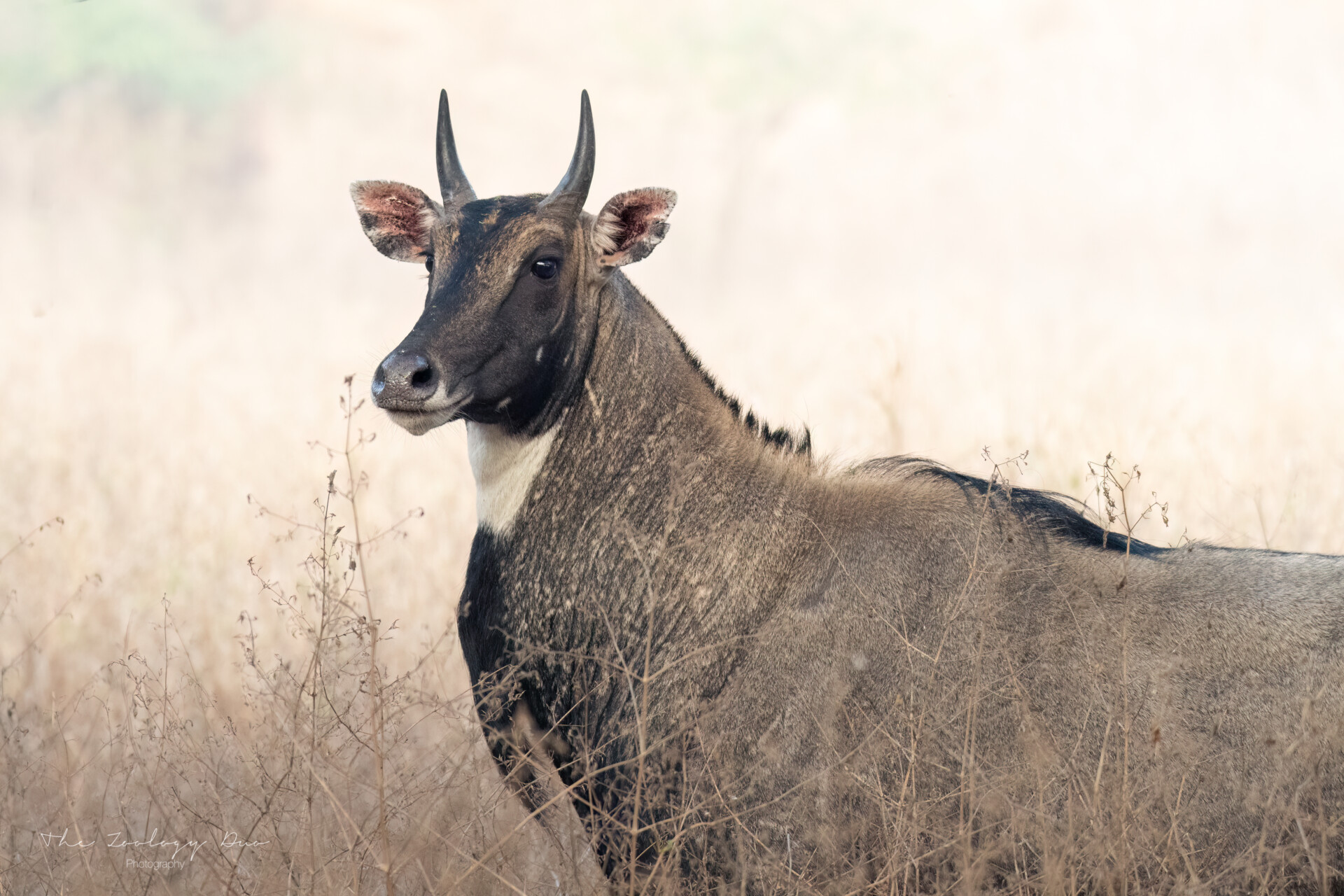 nilgai-jhalana-safari-india