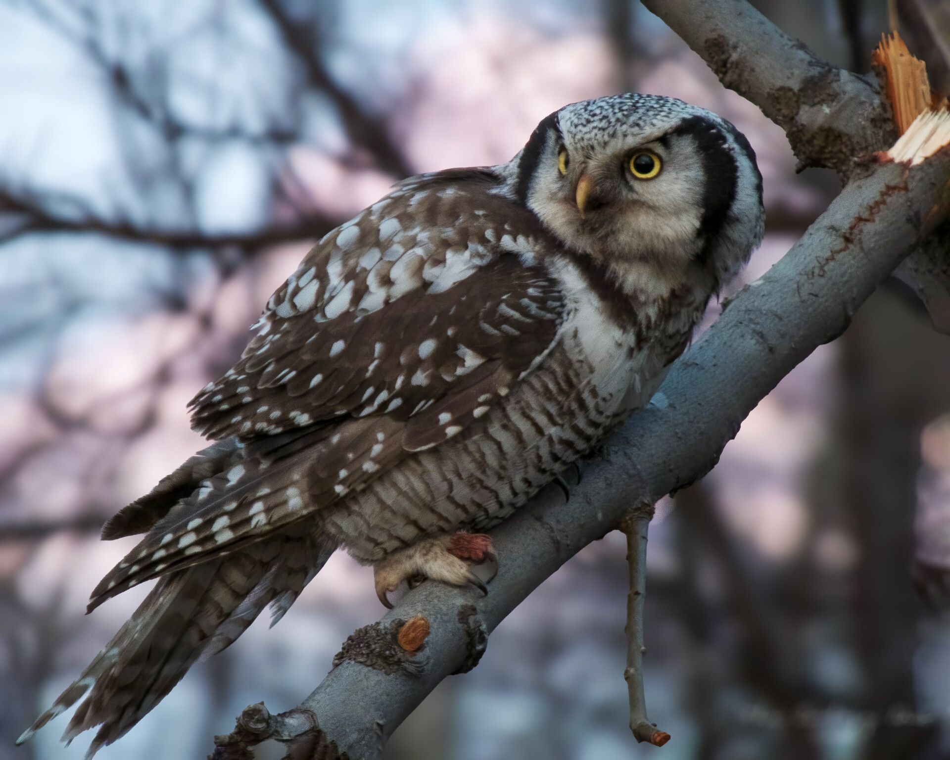 northern-hawk-owl-abisko-sweden