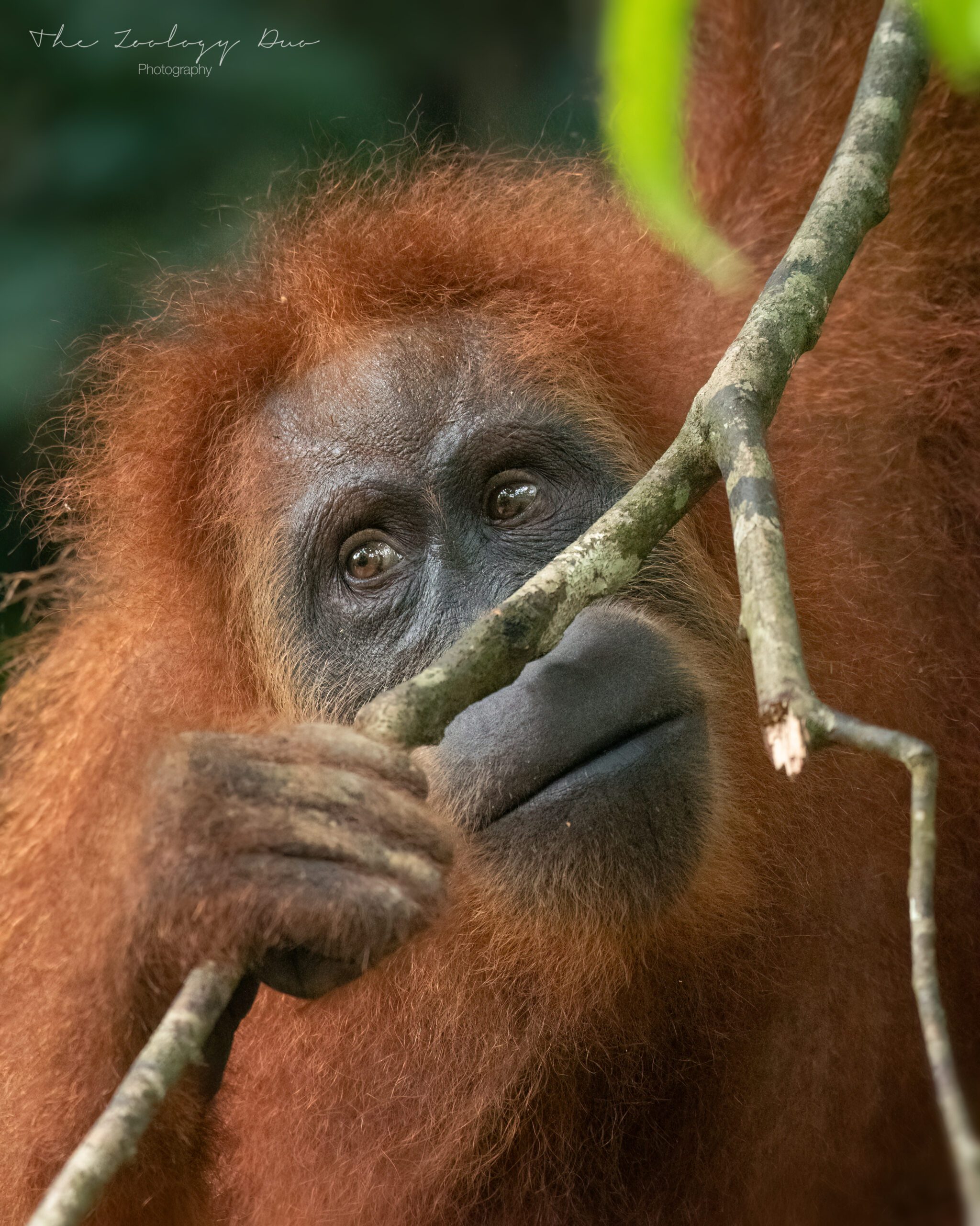 orangutan-bukit-lawang-sumatra-indonesia-tour