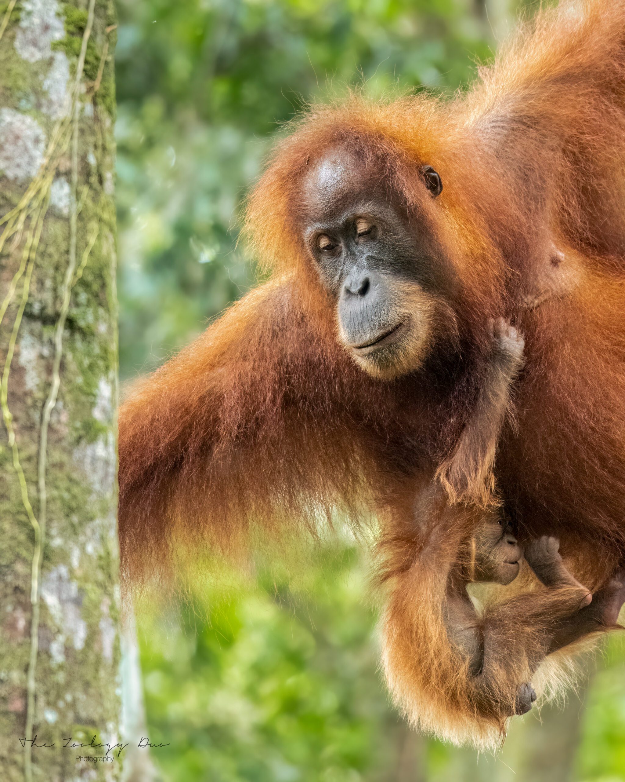 orangutan-family-bukit-lawang-sumatra-indonesia-tour