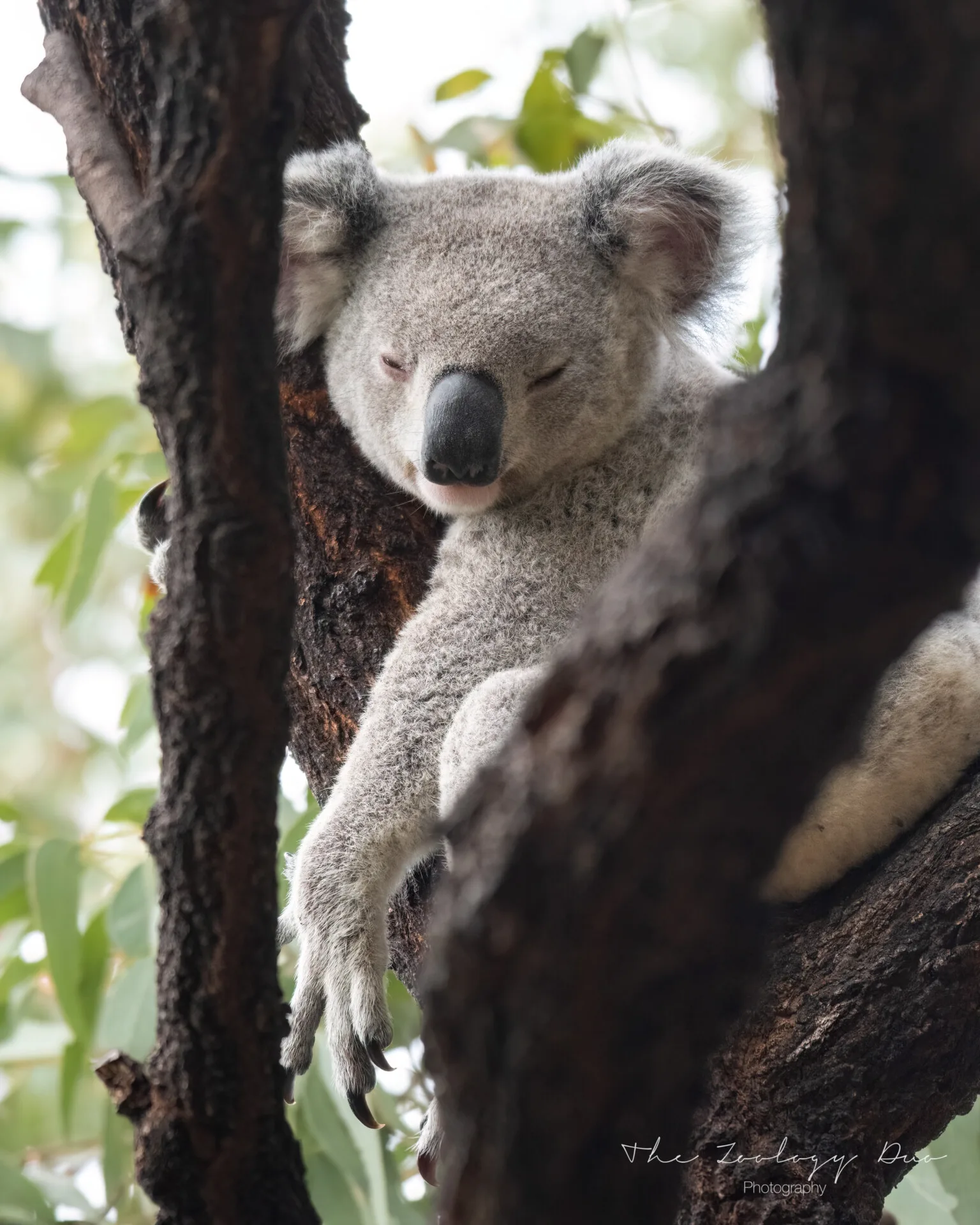 sleepy koala forts walk how to see koalas on magnetic island jpg