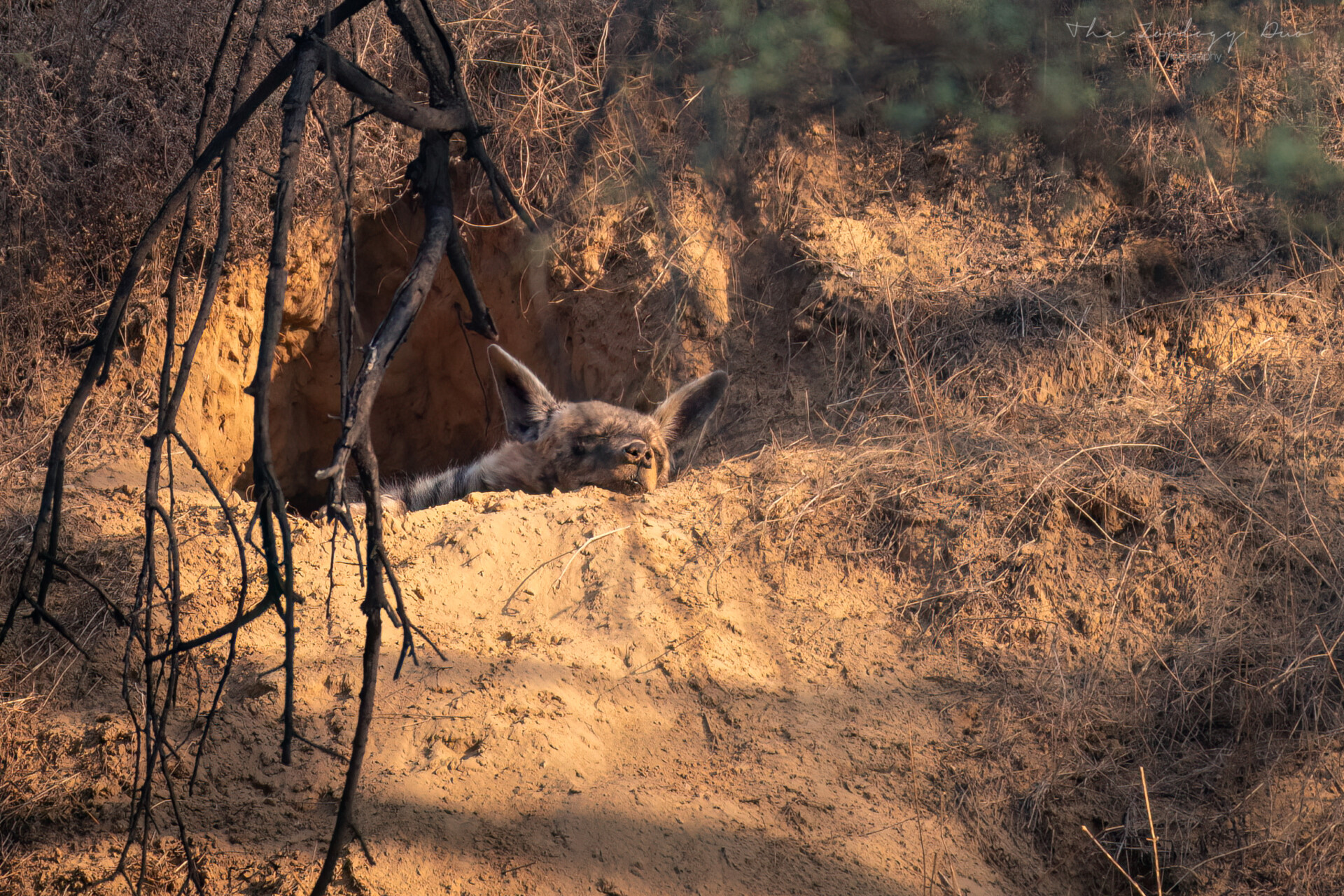 striped-hyena-jhalana-safari-jaipur-india