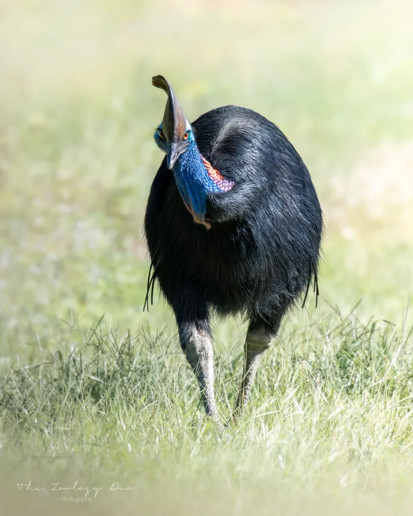 Cassowary-Etty-Bay-Queensland-Australia-Wildlife-Photography