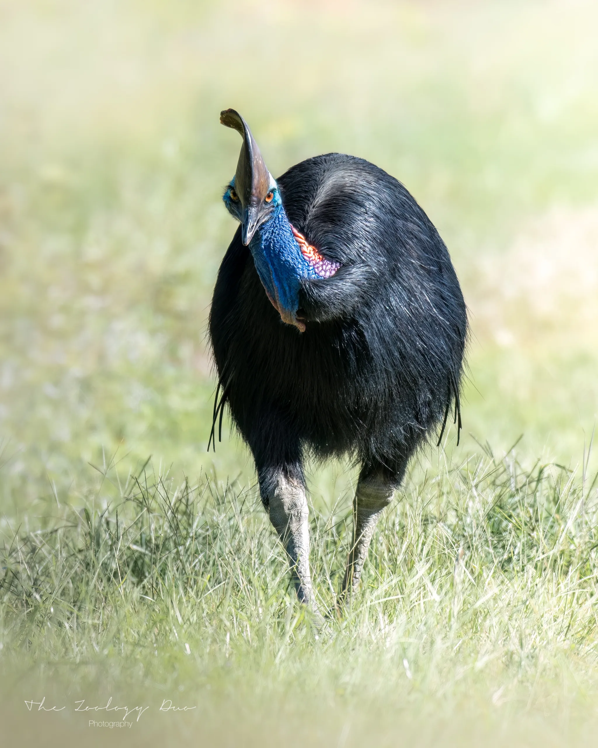 Cassowary Etty Bay Queensland Australia Wildlife Photography scaled