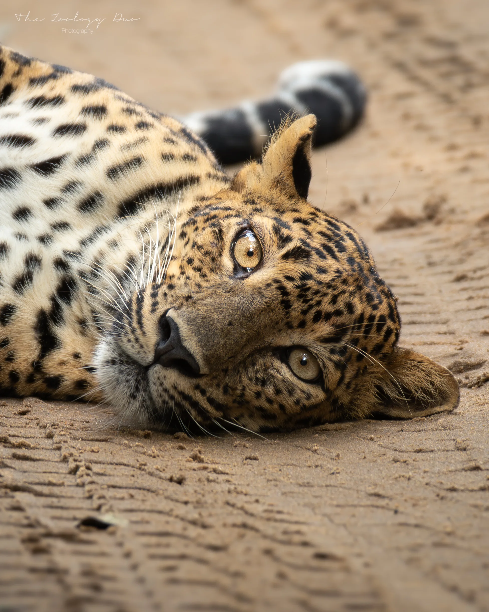 Sri-Lankan-Leopard-Wilpattu-Safari