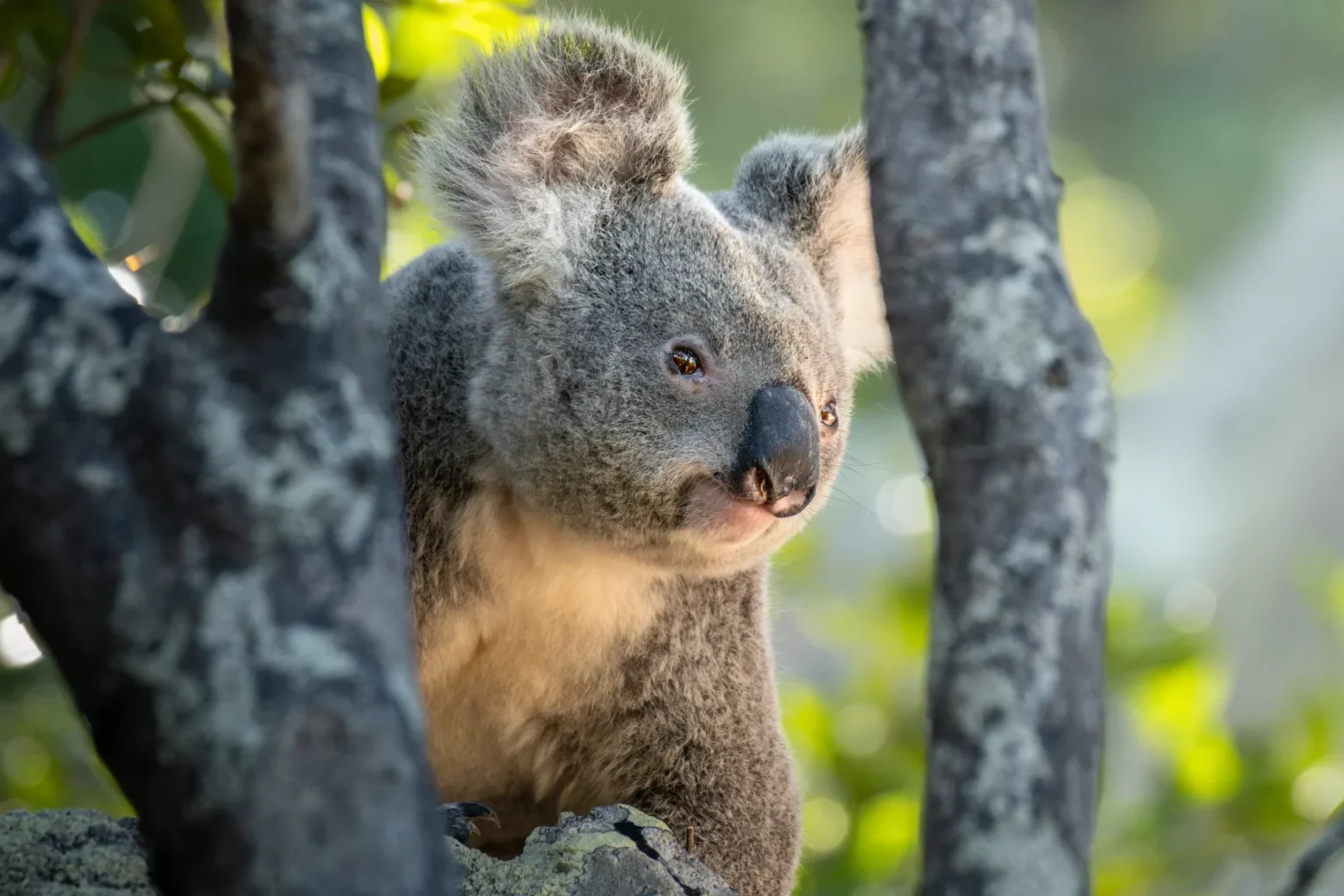 Home | The Wildlife Travel Blog Wild koala resting in a eucalyptus tree beside the Forts Walk on Magnetic Island, Queensland