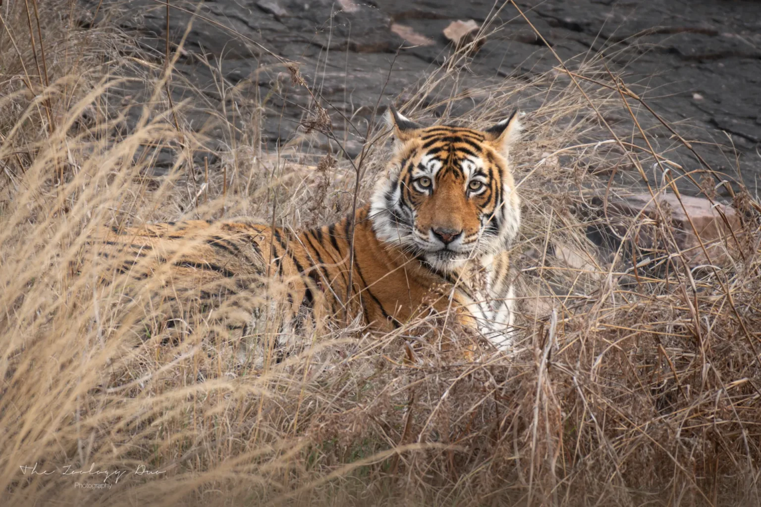 Home | The Wildlife Travel Blog arrowhead-tiger-ranthambore-zone-2-safari