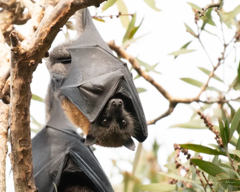 Grey-headed-flying-foxes-in-sydney-australia