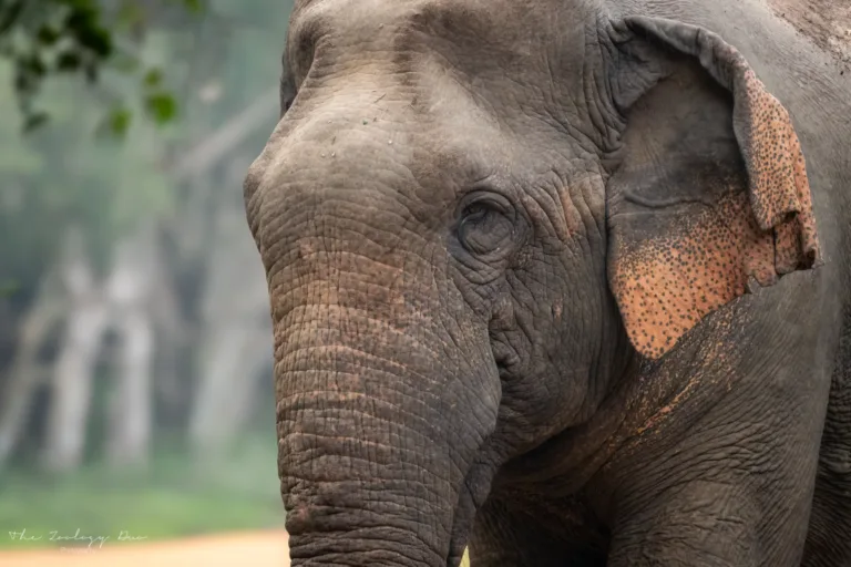 Home | The Wildlife Travel Blog Sri-Lankan-Elephant-Close-up-Wilpattu-Safari