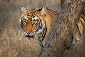 tiger face zone 4 ranthambore national park india