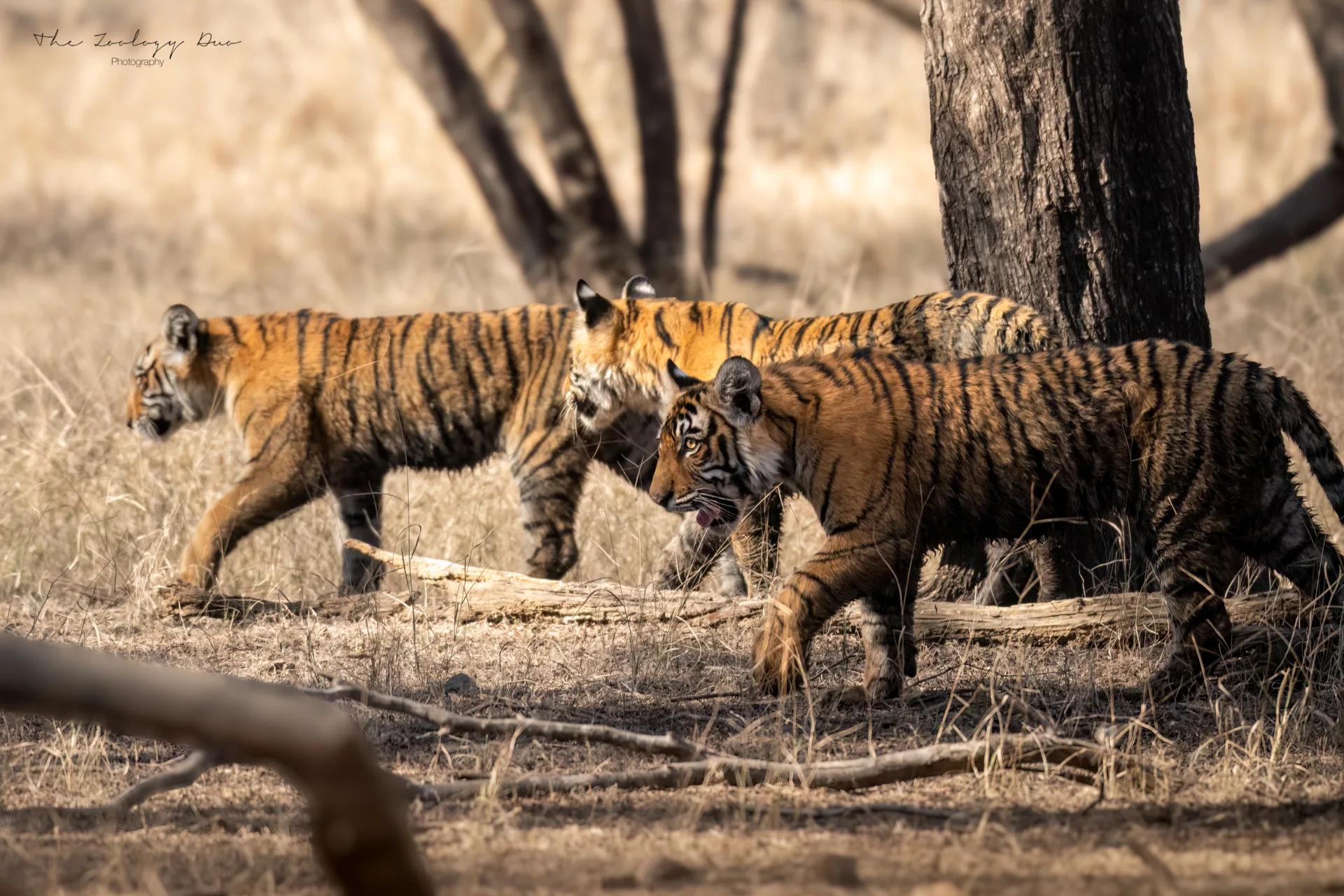 tiger-riddhis-3-cubs-zone-3-ranthambore-safari-india