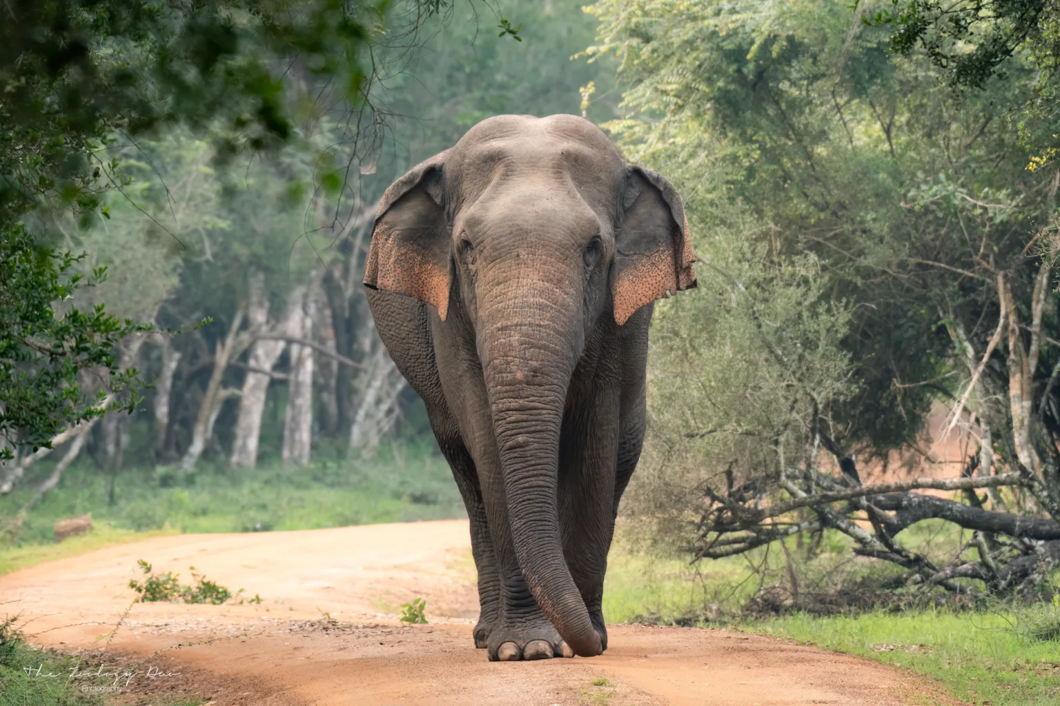 Home | The Wildlife Travel Blog Sri-Lankan-Elephant-Bull-Wilpattu-Canopy-Wildlife-Photography