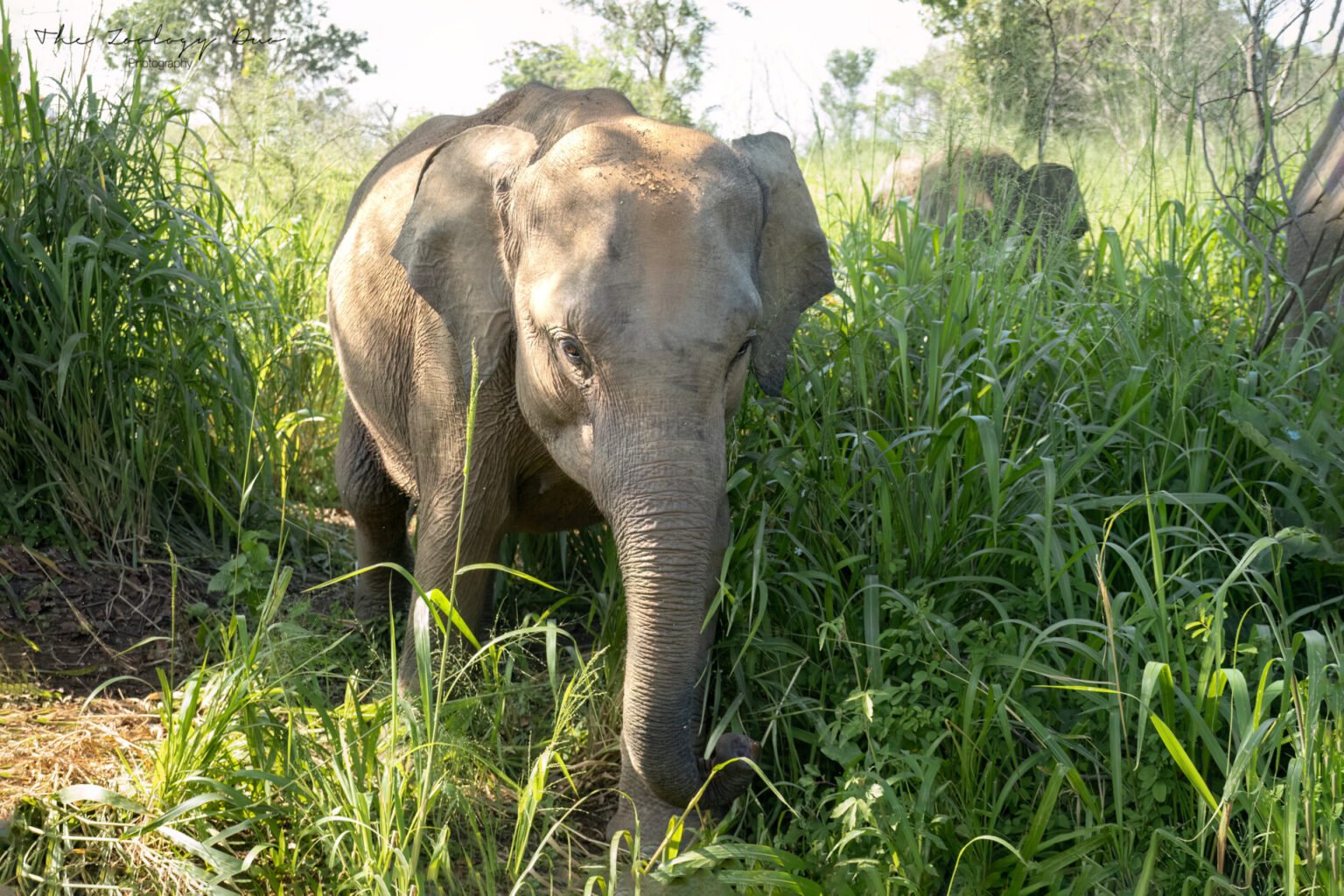 Sri Lanka Safaris: 5 Best Places To See Animals In Sri Lanka