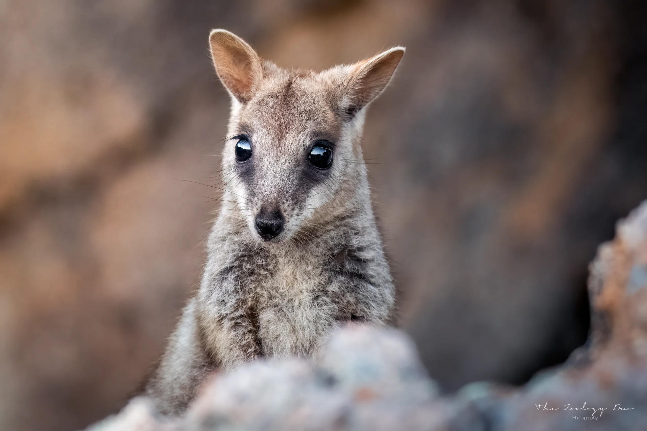 how to see rock wallabies on magnetic island australia geoffrey bay scaled
