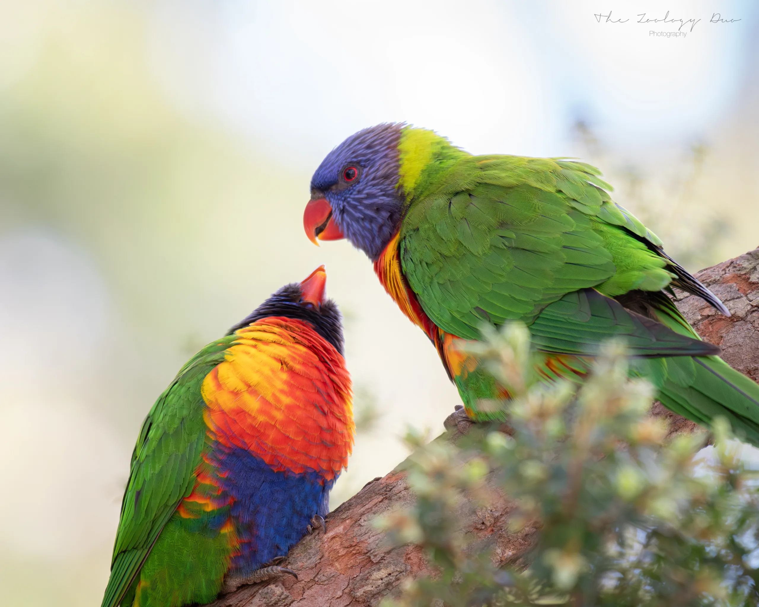 rainbow-lorikeets-kissing-australia