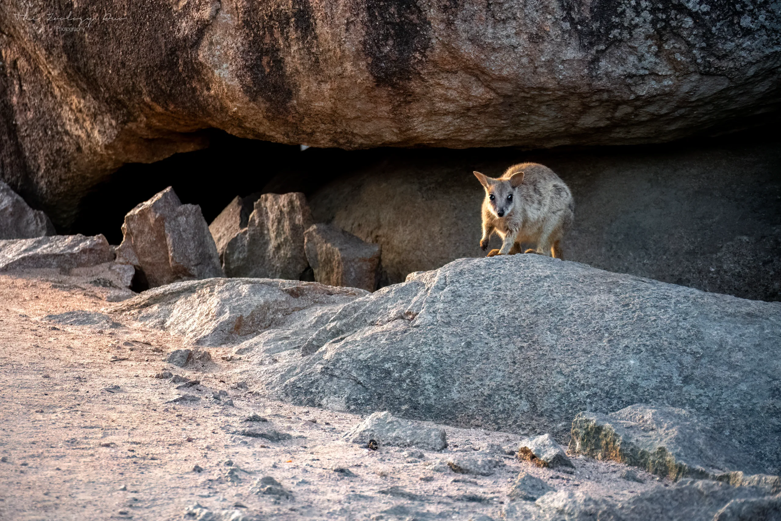 How To See Rock-Wallabies On Magnetic Island: Wildlife Guide