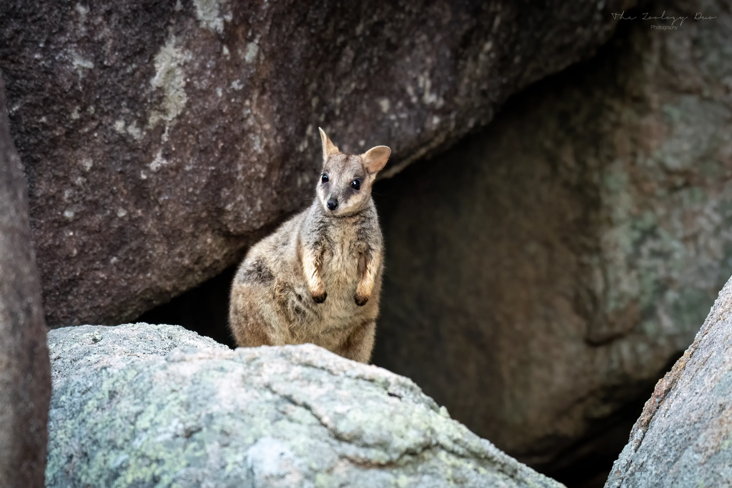 How To See Rock-Wallabies On Magnetic Island: Wildlife Guide