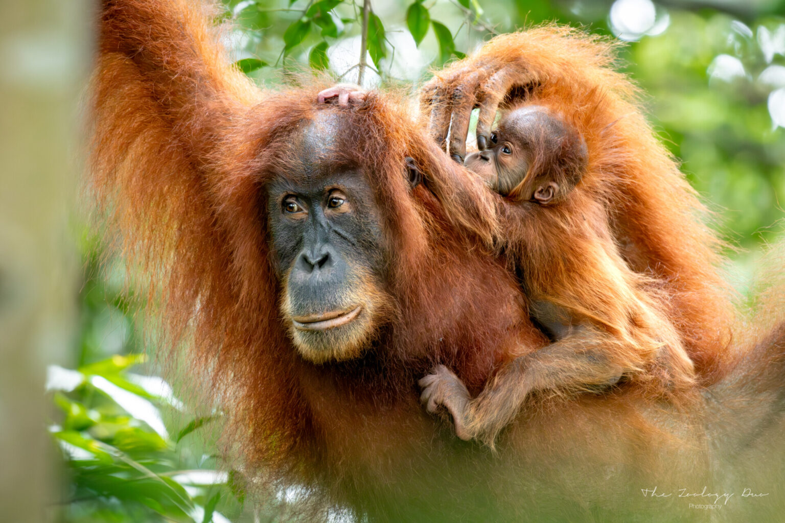 Home | The Wildlife Travel Blog sumatran-orangutan-bukit-lawang-indonesia-mother-offspring