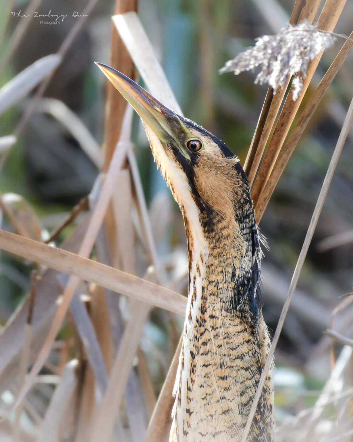 Fishers Green: The Best Place To See Bitterns In The UK