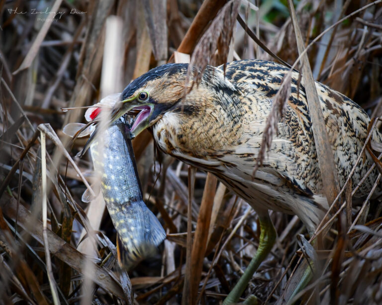 Bittern-eating-large-pike-fishers-green-lee-valley-waltham-abbey