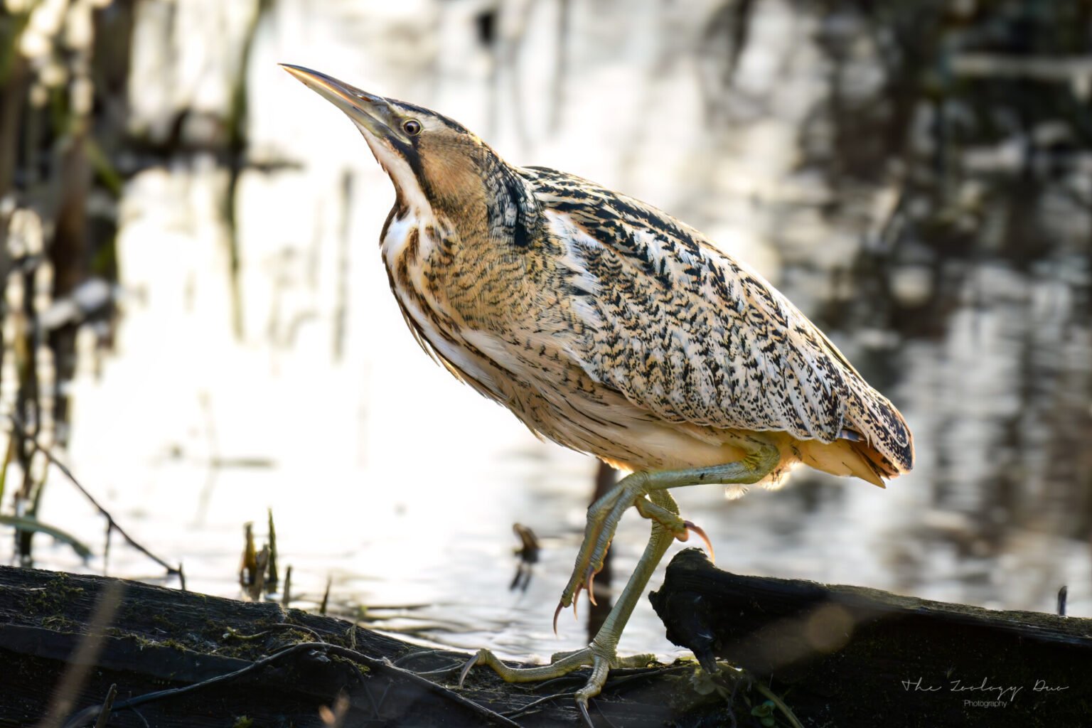 Fishers Green: The Best Place To See Bitterns In The UK
