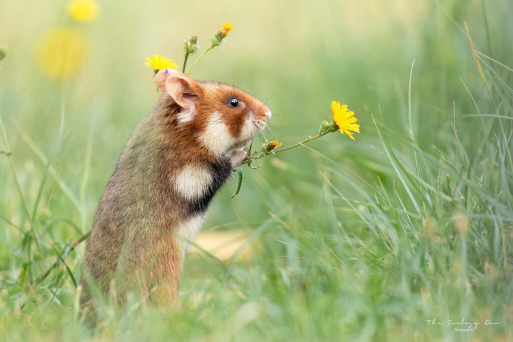 Wild European hamster in Vienna, feeding on flowers at Friedhof Meidling cemetery