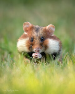 wild_european_hamsters_in_vienna
