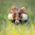 How to See Wild Hamsters in Vienna: Vienna Wildlife Guide