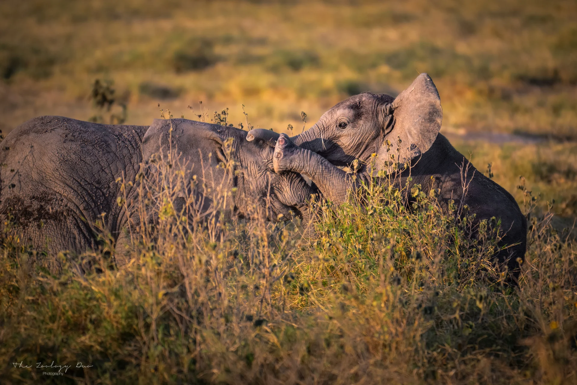 Kenya Wildlife Photography | The Wildlife Travel Blog Baby elephants playing on the grasslands of Amboseli National Park, Kenya
