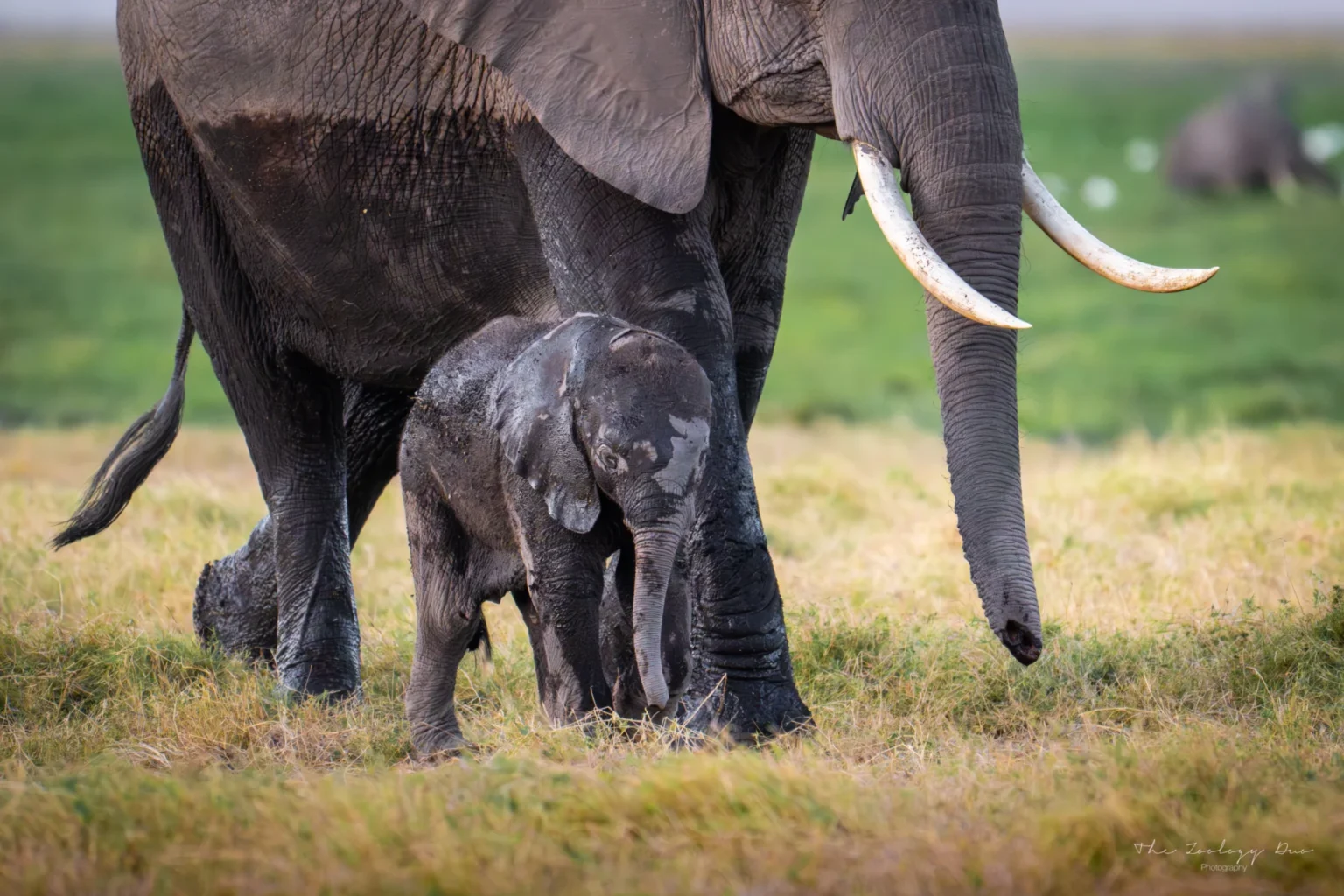 Home | The Wildlife Travel Blog Amboseli_National_Park_Elephant_Family