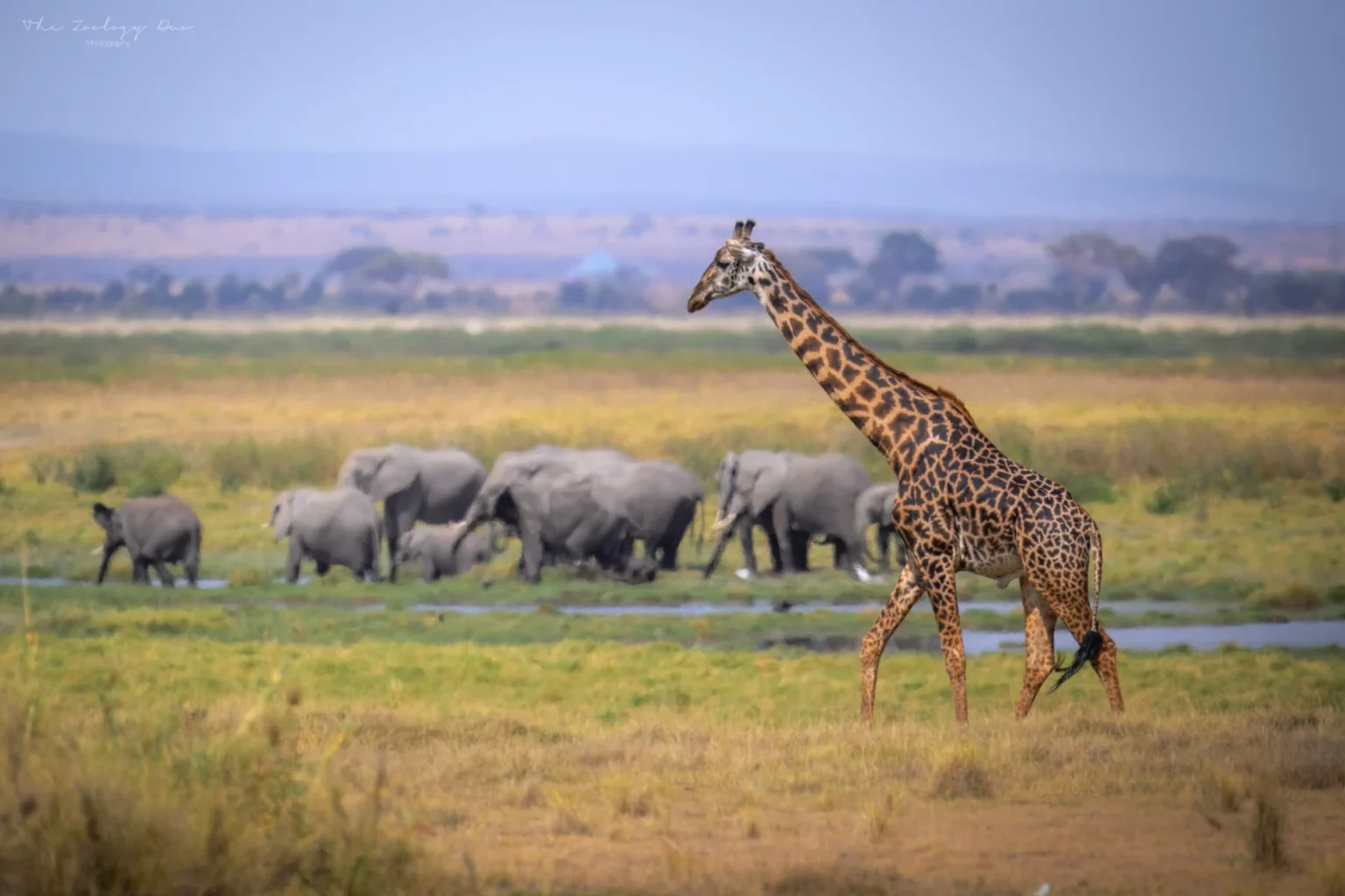 Home | The Wildlife Travel Blog Amboseli_National_Park_Giraffe_and_Elephants