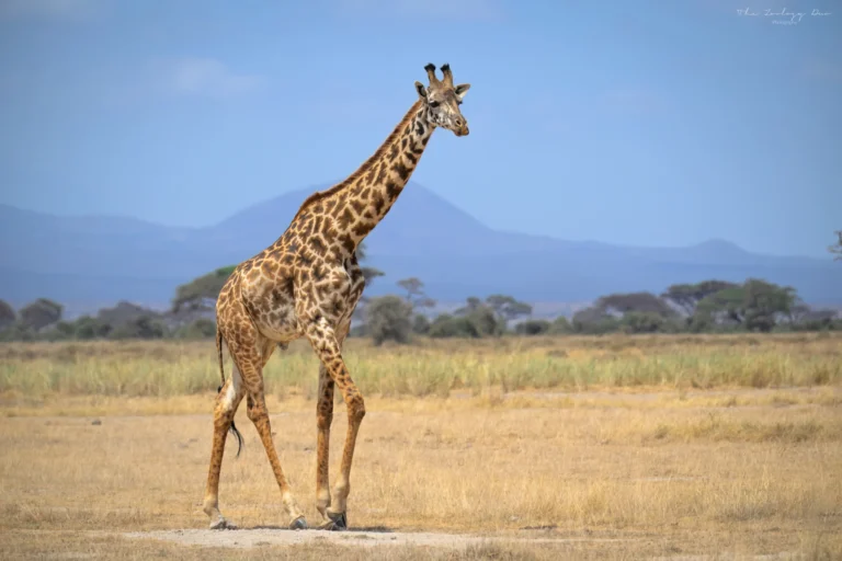 Home | The Wildlife Travel Blog Amboseli_National_Park_Masai_Giraffe