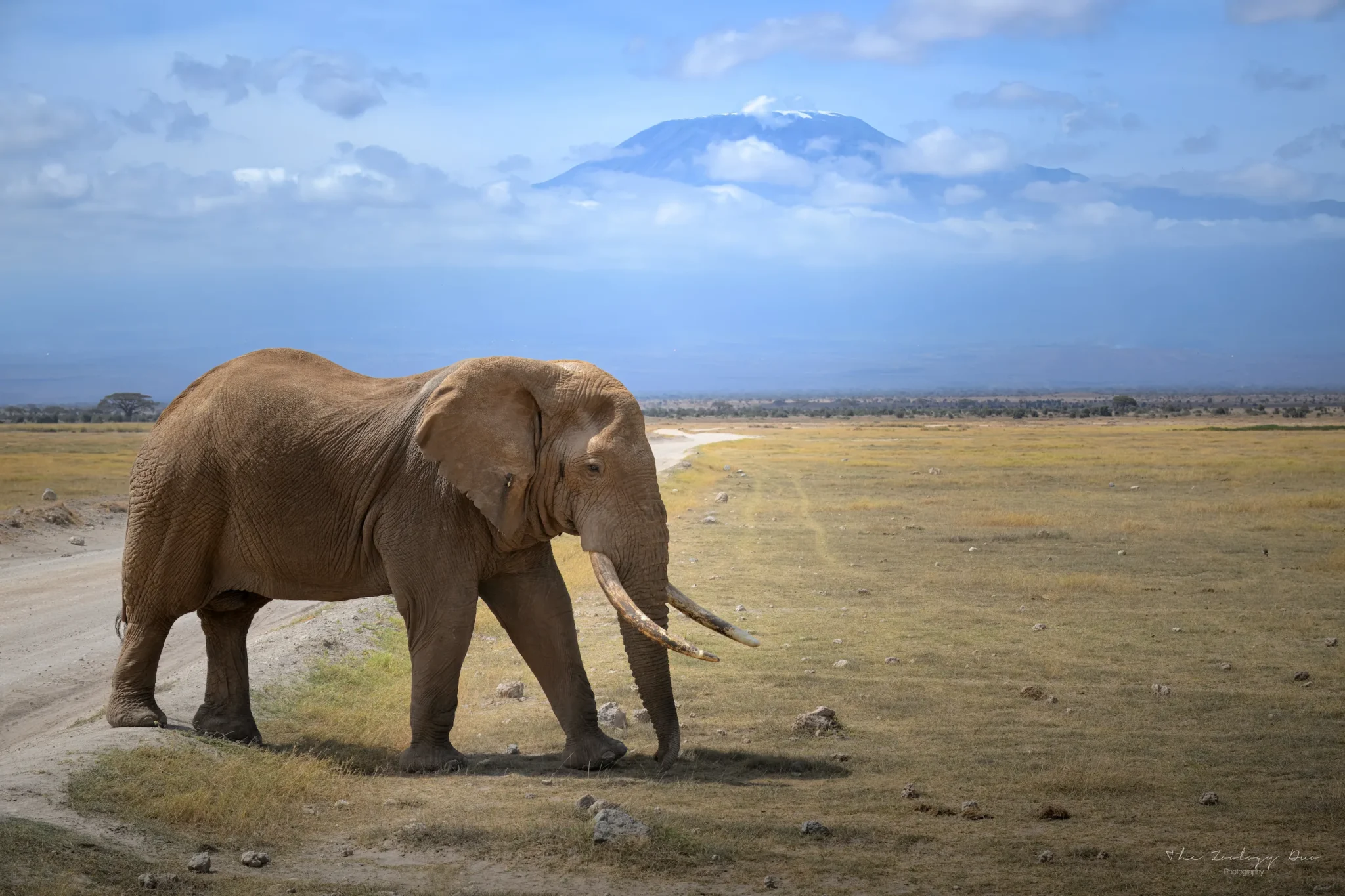 Elephant walking in front of Mount Kilimanjaro at Amboseli National Park, Kenya