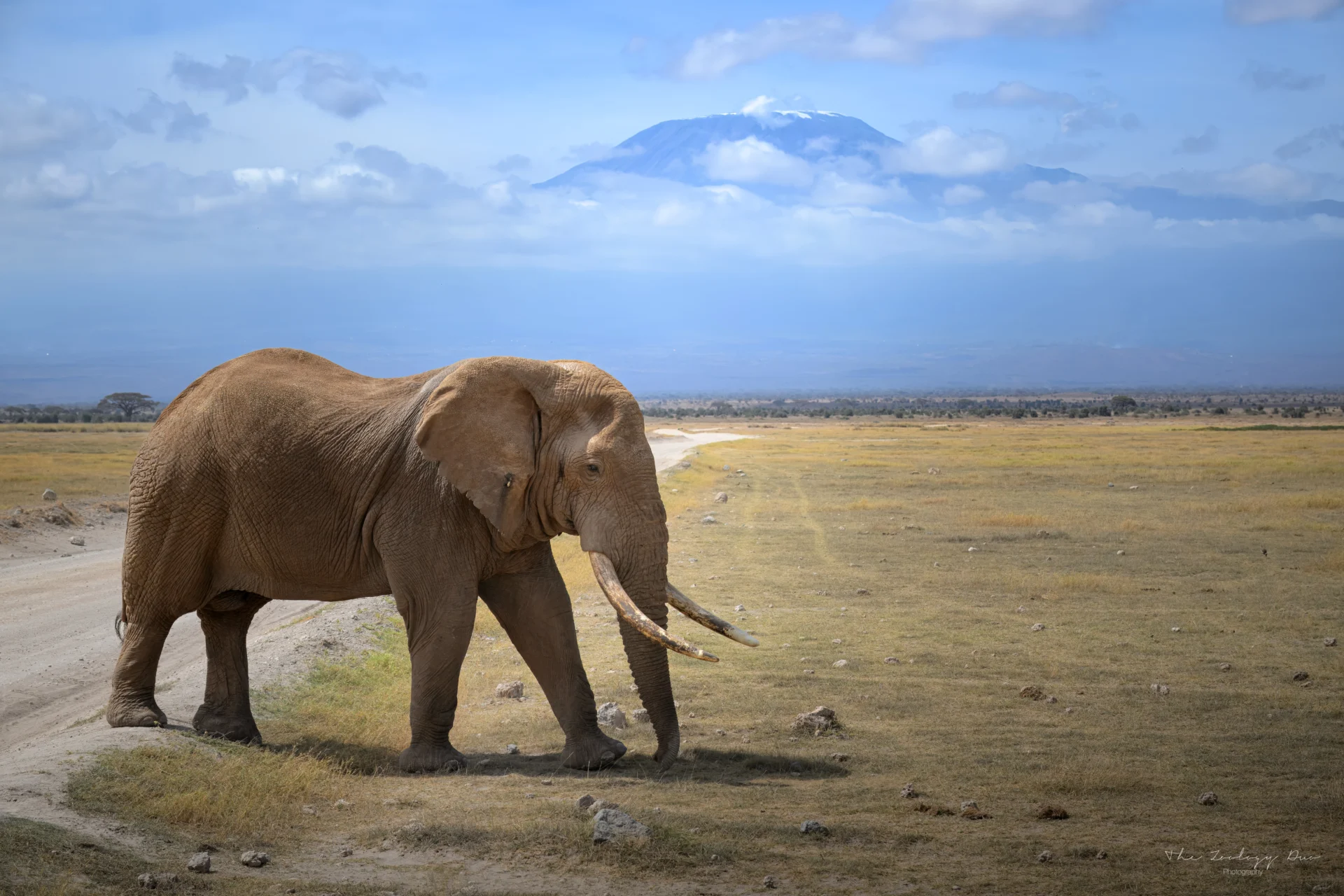 Amboseli_National_Park_Mount_Kilimanjaro_Elephant