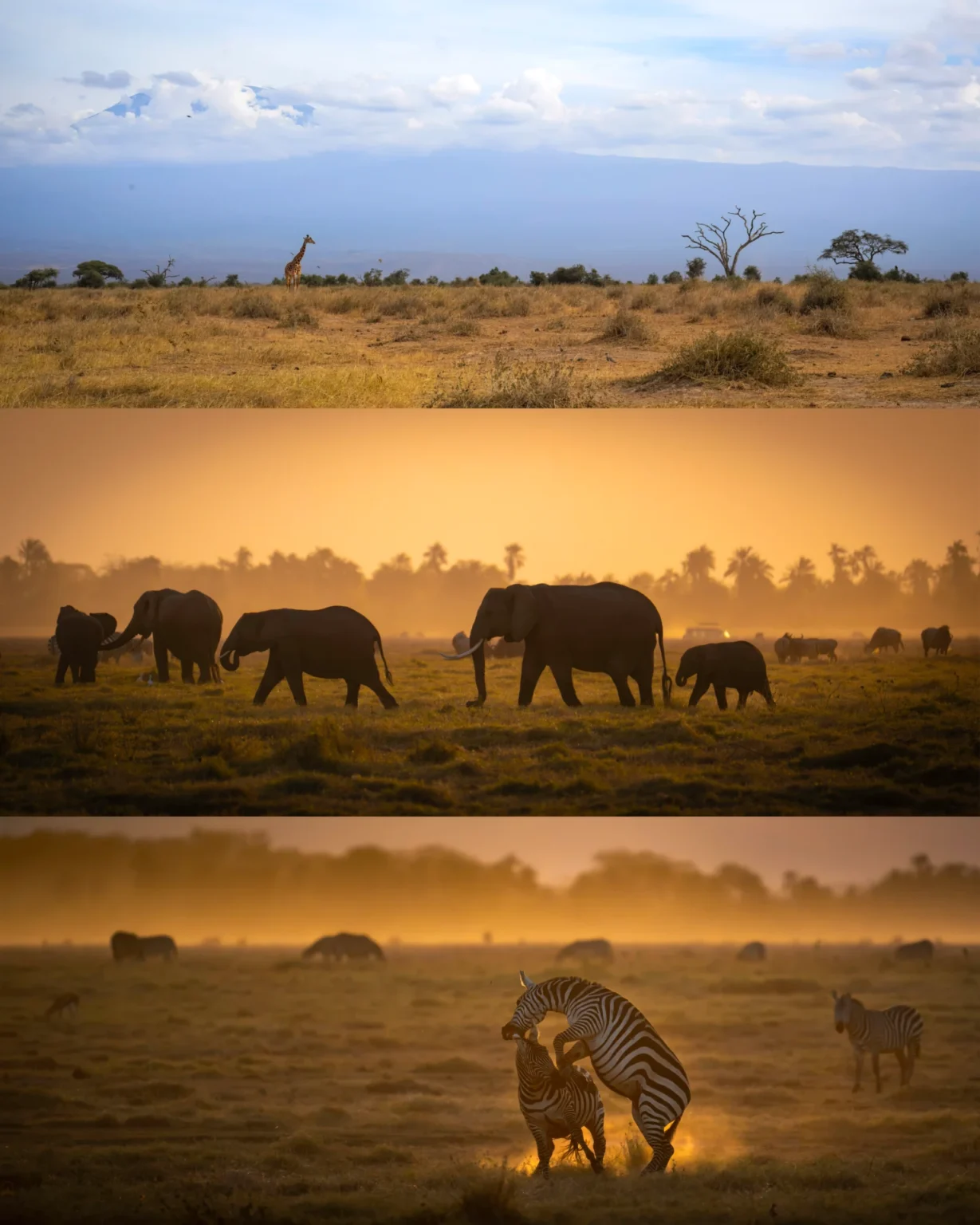 Amboseli National Park Split