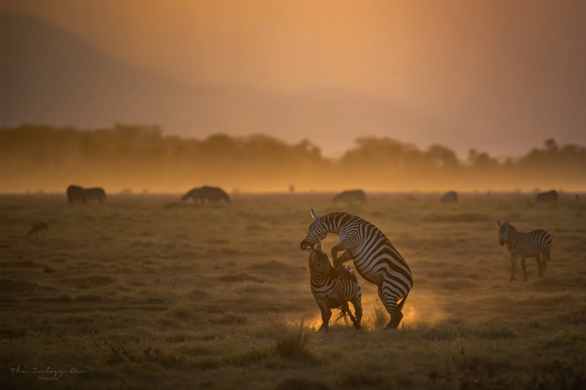Amboseli_National_Park_Sunset_Zebras_Fighting